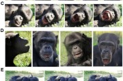 梦见游泳国际最新研究：机器人“打哈欠” 黑猩猩被传染